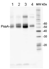 western blot using anti-PsaA antibodies